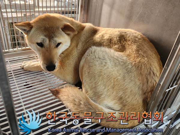 한국동물구조관리협회_441560202400167